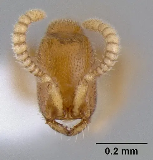 Leptanilloides gracilis specimen CASENT0106179 image casent0106179_2