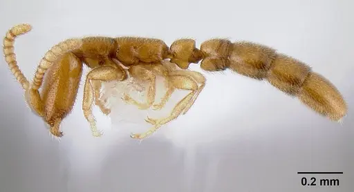Leptanilloides gracilis specimen CASENT0106179 image casent0106179_3