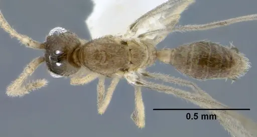 Leptanilloides gracilis specimen CASENT0234558 image casent0234558_1