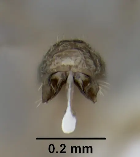 Leptanilloides gracilis specimen CASENT0234558 image casent0234558_2
