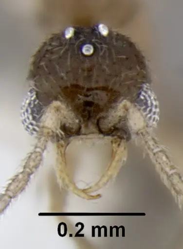 Leptanilloides gracilis specimen CASENT0234558 image casent0234558_3