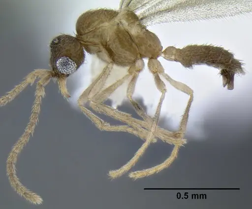 Leptanilloides gracilis specimen CASENT0234561 image casent0234561_1
