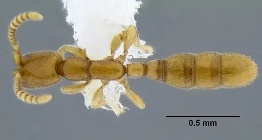 Leptanilloides gracilis specimen CASENT0234574 image casent0234574_1