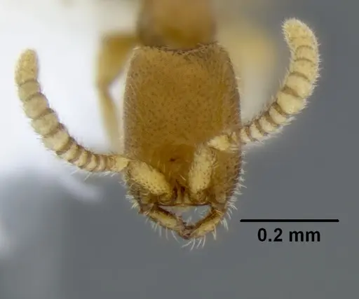 Leptanilloides gracilis specimen CASENT0234574 image casent0234574_2