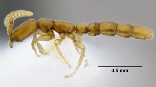 Leptanilloides gracilis specimen CASENT0234574 image casent0234574_3
