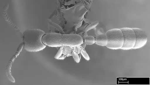 Leptanilloides gracilis specimen CASENT0234585 image casent0234585_1