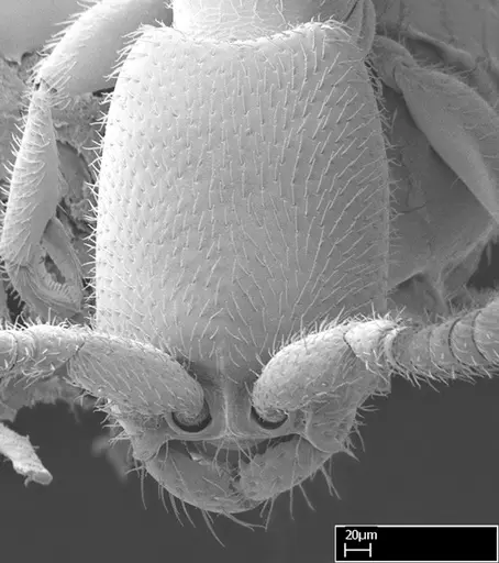 Leptanilloides gracilis specimen CASENT0234585 image casent0234585_3