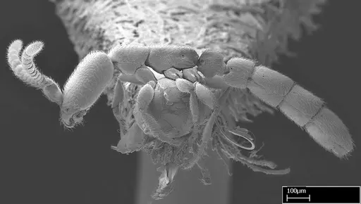 Leptanilloides gracilis specimen CASENT0234585 image casent0234585_4