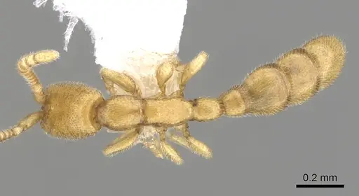 Leptanilloides gracilis specimen CASENT0249448 image casent0249448_1