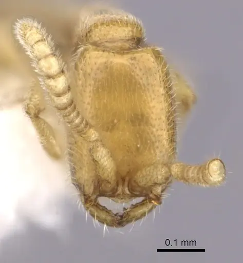 Leptanilloides gracilis specimen CASENT0249448 image casent0249448_2