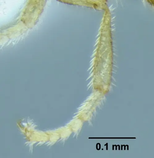 Leptanilloides gracilis specimen CASENT0612940 image casent0612940_1