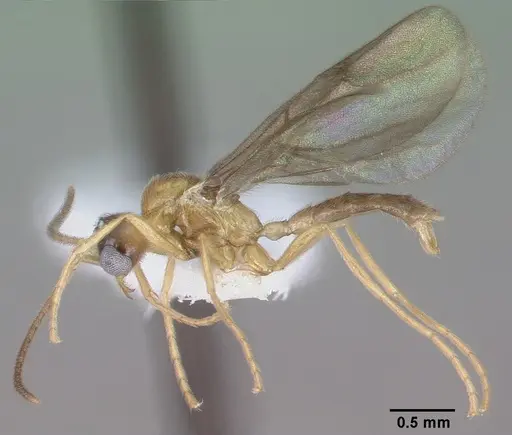Leptanilloides mckennae specimen CASENT0010699 image casent0010699_4
