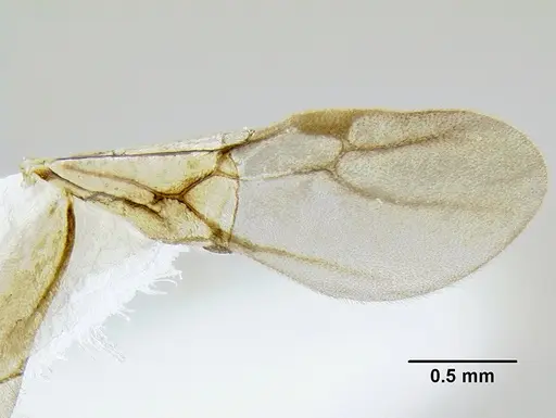 Leptanilloides mckennae specimen CASENT0106086 image casent0106086_2
