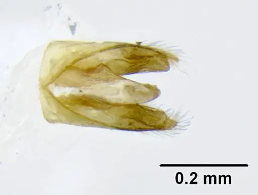 Leptanilloides mckennae specimen CASENT0106086 image casent0106086_3