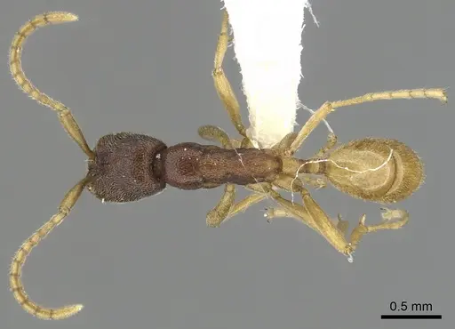 Leptanilloides mckennae specimen INBIOCRI001281144 image inbiocri001281144_1