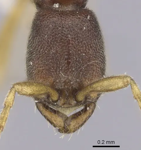 Leptanilloides mckennae specimen INBIOCRI001281144 image inbiocri001281144_2
