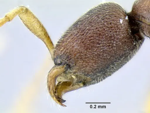 Leptanilloides mckennae specimen INBIOCRI001281144 image inbiocri001281144_3