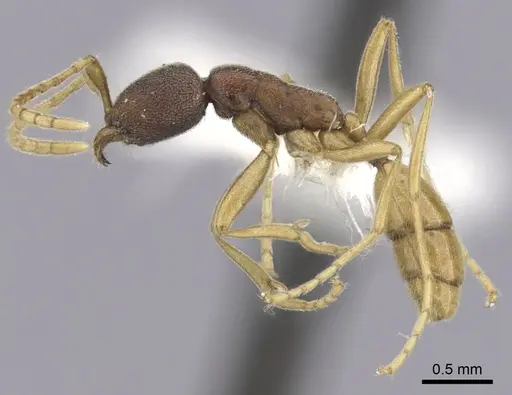 Leptanilloides mckennae specimen INBIOCRI001281144 image inbiocri001281144_4