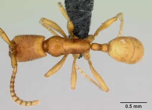 Leptanilloides nubecula specimen CASENT0052779 image casent0052779_1