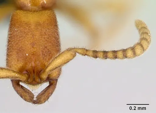 Leptanilloides nubecula specimen CASENT0052779 image casent0052779_2