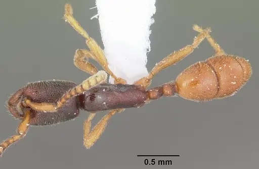 Leptanilloides nubecula specimen CASENT0103062 image casent0103062_1