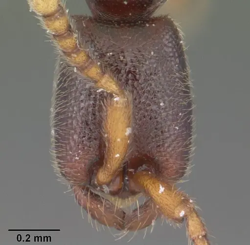 Leptanilloides nubecula specimen CASENT0103062 image casent0103062_2
