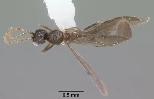 Leptanilloides nubecula specimen CASENT0103063 image casent0103063_1