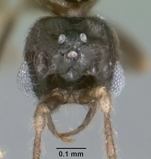 Leptanilloides nubecula specimen CASENT0103063 image casent0103063_2