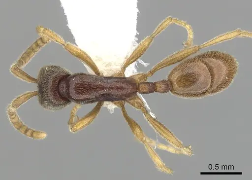 Leptanilloides nubecula specimen CASENT0234621 image casent0234621_1