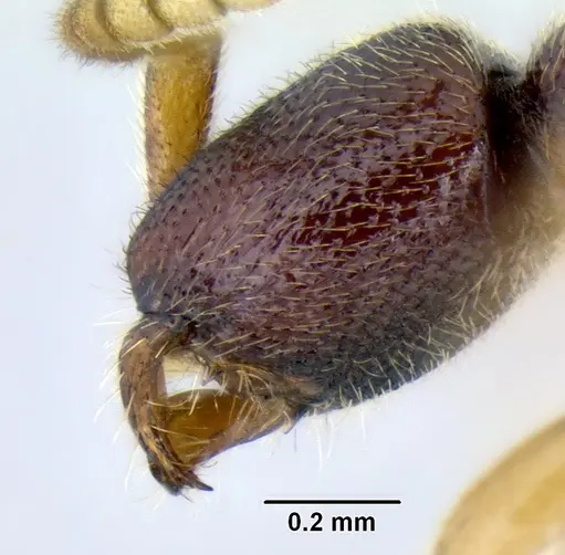Leptanilloides nubecula specimen CASENT0234621 image casent0234621_3