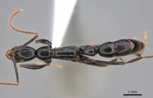Leptogenys academica specimen CASENT0922947 image casent0922947_1
