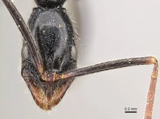 Leptogenys academica specimen CASENT0922947 image casent0922947_2