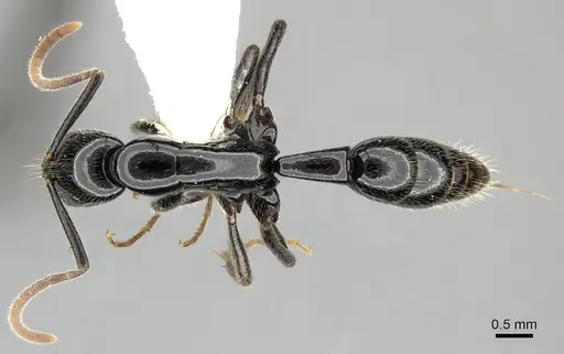 Leptogenys acutangula specimen CASENT0270535 image casent0270535_1
