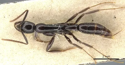Leptogenys acutangula specimen CASENT0903946 image casent0903946_1