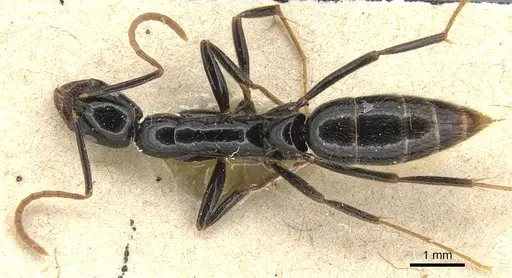 Leptogenys acutangula specimen CASENT0903947 image casent0903947_1