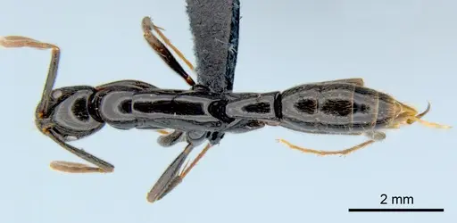 Leptogenys acutangula specimen CSIRONC0011 image csironc0011_1