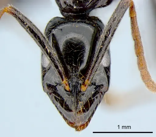 Leptogenys acutangula specimen CSIRONC0011 image csironc0011_2