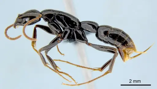 Leptogenys acutangula specimen CSIRONC0011 image csironc0011_3
