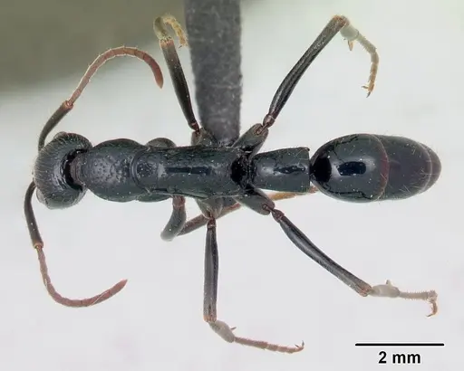 Leptogenys acutirostris specimen CASENT0047656 image casent0047656_1
