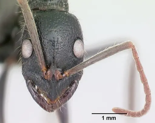 Leptogenys acutirostris specimen CASENT0047656 image casent0047656_2