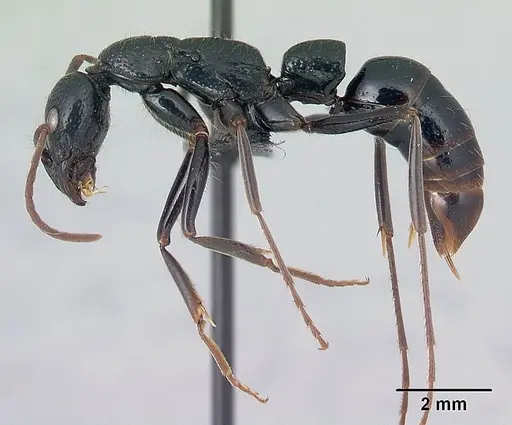Leptogenys acutirostris specimen CASENT0047656 image casent0047656_3