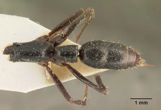 Leptogenys acutirostris specimen CASENT0101130 image casent0101130_1