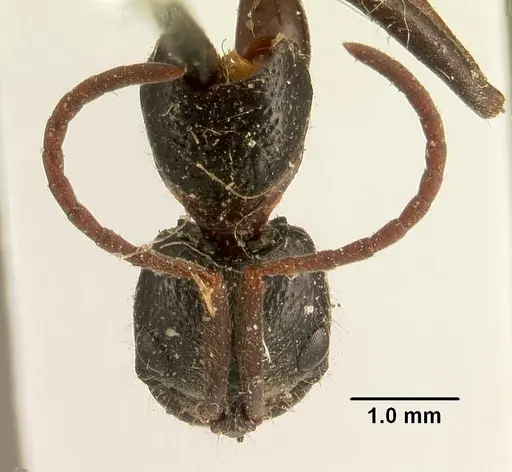 Leptogenys acutirostris specimen CASENT0101130 image casent0101130_2