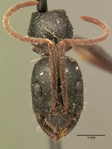 Leptogenys acutirostris specimen CASENT0101130 image casent0101130_3