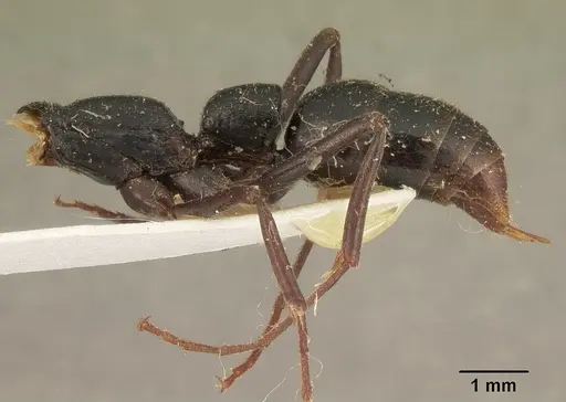 Leptogenys acutirostris specimen CASENT0101130 image casent0101130_4