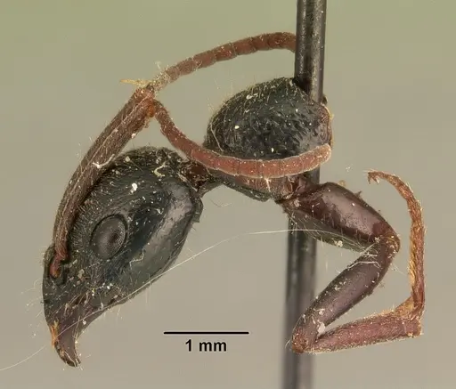 Leptogenys acutirostris specimen CASENT0101130 image casent0101130_5