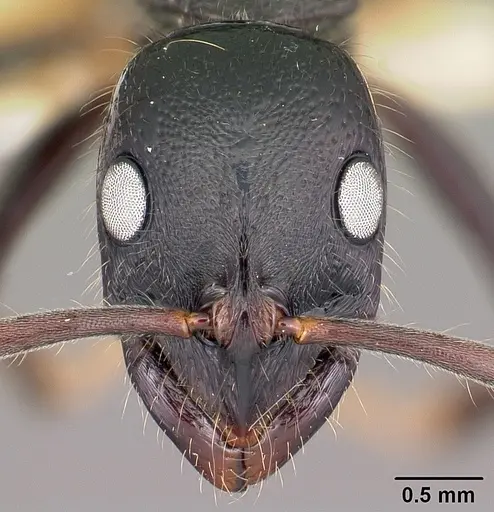 Leptogenys acutirostris specimen CASENT0102921 image casent0102921_2