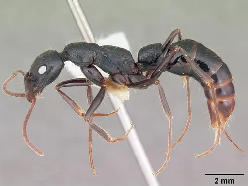 Leptogenys acutirostris specimen CASENT0102921 image casent0102921_3