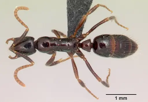 Leptogenys alamando specimen CASENT0034620 image casent0034620_1