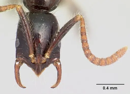 Leptogenys alamando specimen CASENT0034620 image casent0034620_2